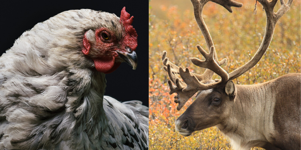 Read the Room: Be the Caribou, Not the Chicken